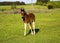 Young thoroughbred brown foal walks and plays on  green pasture. Little stallion frolic and eat grass on  spring meadow, on bright