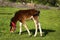 Young thoroughbred brown foal walks and plays on  green pasture. Little stallion frolic and eat grass on  spring meadow, on bright