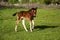 Young thoroughbred brown foal walks and plays on  green pasture. Little stallion frolic and eat grass on  spring meadow, on bright