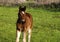 Young thoroughbred brown foal walks and plays on  green pasture. Little stallion frolic and eat grass on  spring meadow, on bright