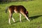 Young thoroughbred brown foal walks and plays on  green pasture. Little stallion frolic and eat grass on  spring meadow, on bright