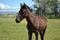 Young Thoroughbred cross colt in a pasture