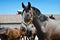 Young, thoroughbred horse against the blue sky