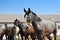 Young, thoroughbred horse against the blue sky