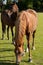 Young Thoroughbred Horse Grazing