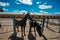 Young thoroughbred horses at the farm corral