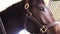 Young thoroughbred race horse in barn stall