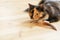 Young three-color orange-black-and-white playful cat playing with feather on wooden floor.