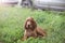 Young three month old Irish Setter puppy close-up in the grass on the street.