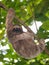 A young three-toed sloth animal in the jungle
