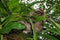 Young three-toed sloth eating leaf in the jungle