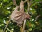 Young three-toed sloth hanging from a branch