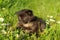 A young three weeks old kitten in the grass