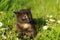 A young three weeks old kitten in the grass