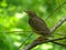 Young Thrush 5