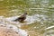 Young thrush bird bathing in spring pond