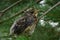 Young thrush bird in the green of pine branches