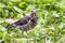 Young thrush on green grass on summer day.