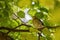 Young thrush sitting on a branch of the tree and green leaves