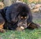 Young Tibetan Mastiff.