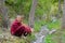 Young tibetan Monks