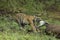 Young Tiger applying full stenght to eat the flesh at Tadoba Tiger reserve Maharashtra,India