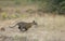 Young Tiger Cub running in Grass at Tadoba Andhari Tiger Reserve,Chandrapur,Maharashtra,India