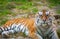 Young tiger (Panthera tigris altaica) is lying on the grass