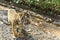 Young Tiger Walking