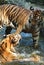 Young tigers playing in water .