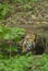 Young Tigress drinking waterfrom a small stream at Tadoba Tiger reserve Maharashtra,India