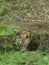 Young Tigress Drinking waterl at Tadoba Tiger reserve Maharashtra,India