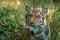 A young tigress waits near a plant before moving forward at Dudhwa national park