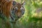 A young tigress walks through the grassland at Dudhwa National Park, Uttar Pradesh, India