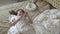 Young tired woman in ball gown lying on the gold decorated bed and texting on cell phone close up.