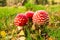 Young toadstools, amanita muscaria