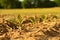 Young tobacco plant row