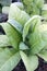 Young tobacco seedlings plant