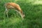 Young toddler fawn grazing