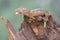 A young tokay gecko is basking in dry wood.