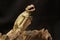 A young tokay gecko is looking for prey in a dry log.