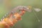 A young tokay gecko is preying on a damselfly in the bushes.