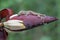 A young tokay gecko preys on a green grasshopper on a banana flower.