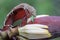 A young tokay gecko preys on a green grasshopper on a banana flower.