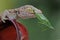 A young tokay gecko preys on a green grasshopper on a banana flower.