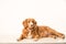 Young Toller adult