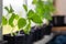 Young tomatillo seedlings Mexican husk tomato, Physalis philadelphica, Physalis ixocarpa, Vegetable physalis in a black flower