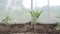 Young tomato bushes growing in the greenhouse.