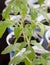 Young tomato bushes planted in plastic pots