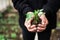 young tomato plant in dirty human hands, hands is holding young plant with soil